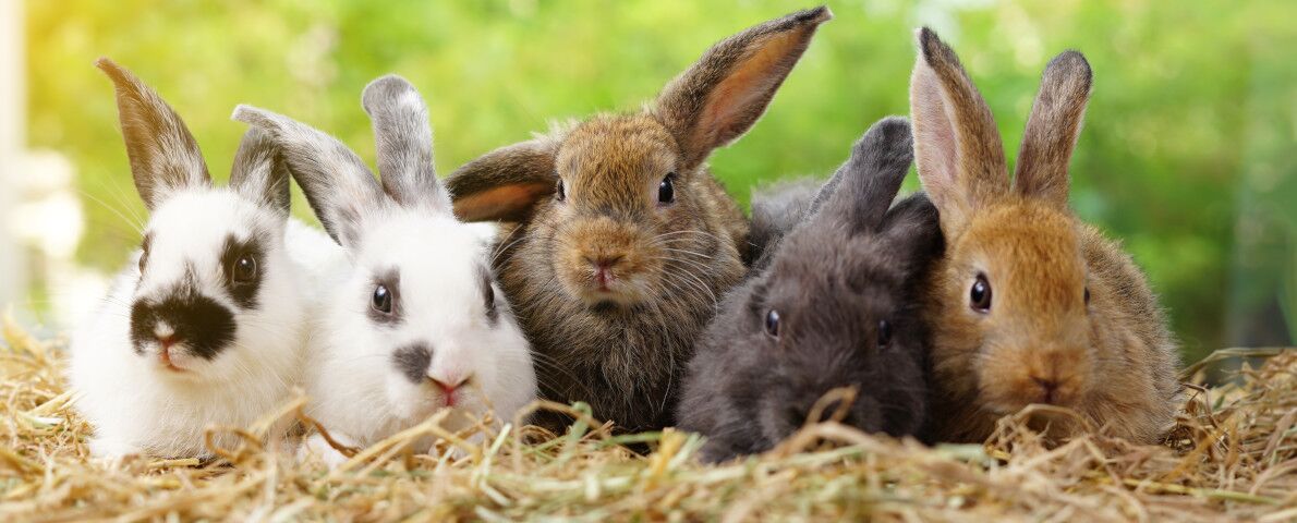 Tierärztliche Praxis - Kaninchensprechstunde Kaninchensprechstunde